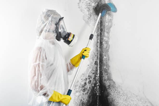 Best Asbestos and Lead Testing During Mold Inspection  in Moscow, ID