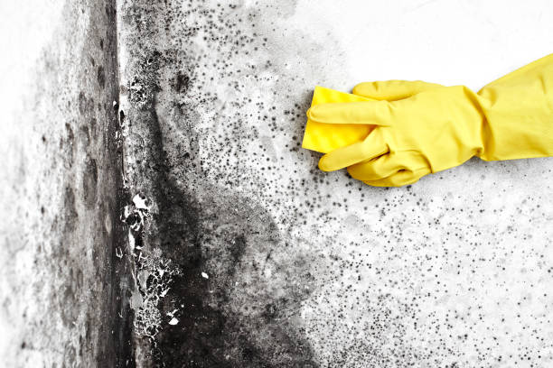 Best Black Mold Removal  in Moscow, ID