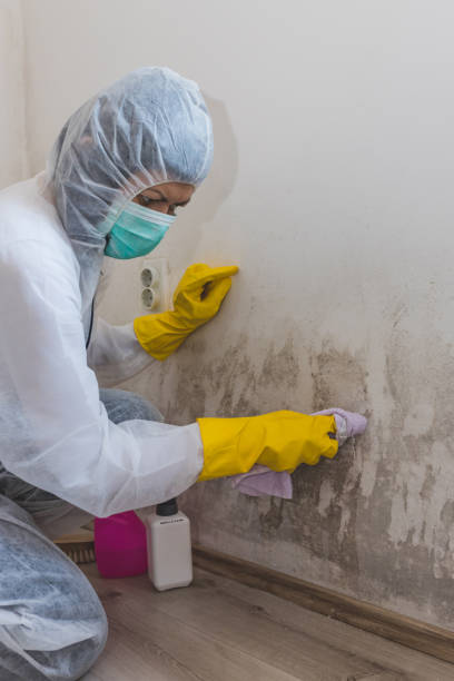 Best Black Mold Removal  in Moscow, ID