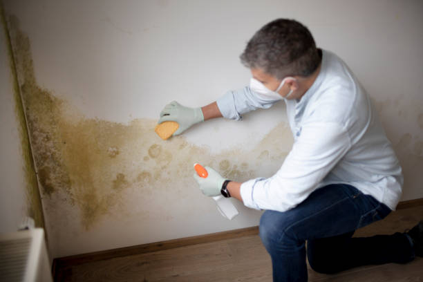 Best Dehumidification Services  in Moscow, ID