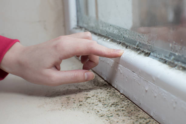 Reliable Moscow, ID Mold Removal Solutions