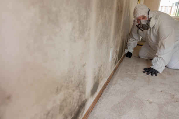 Best Mold Damage Restoration  in Moscow, ID
